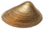 Mother of Pearl Clam Keepsake Dish